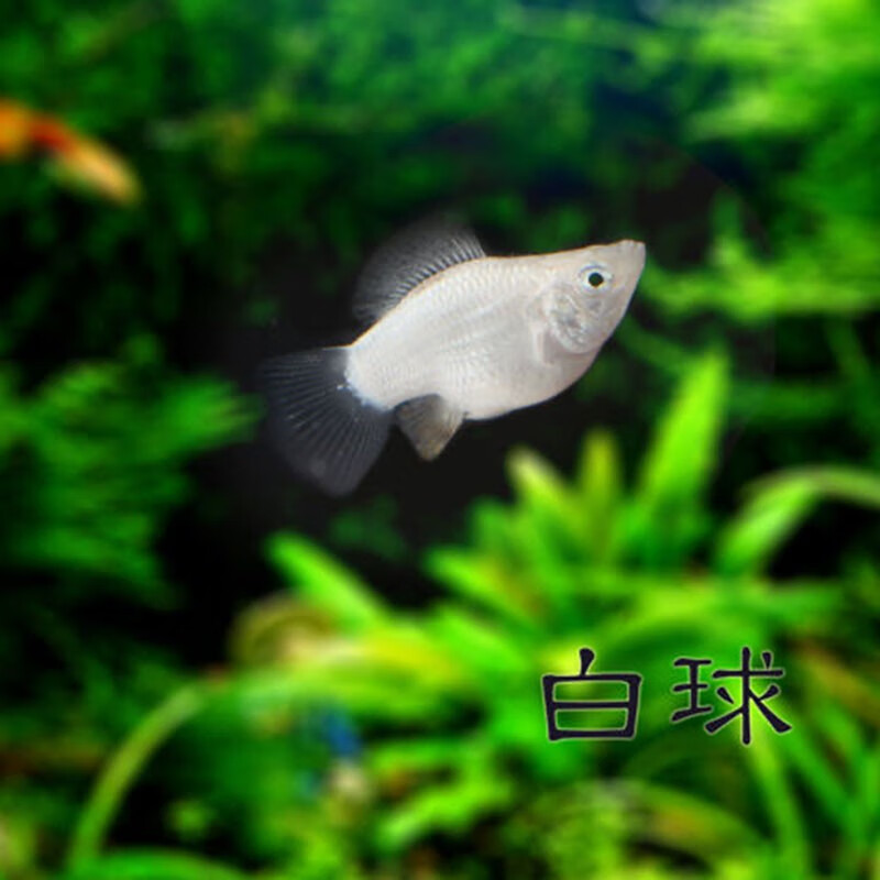豆乐奇 胎生鱼 玛丽球鱼 热带鱼 观赏鱼 淡水鱼 活体鱼 宠物鱼 玛丽鱼