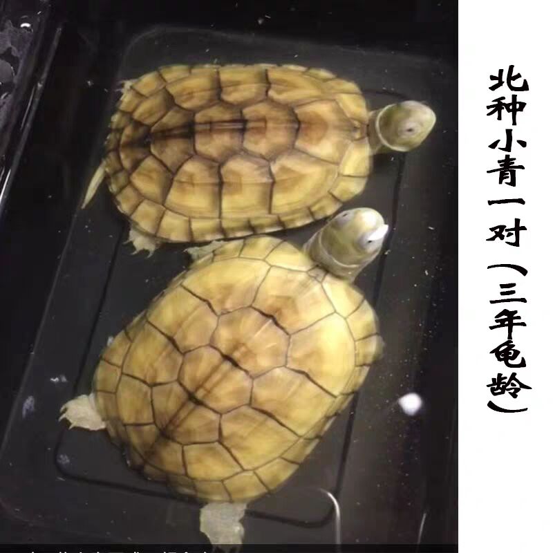 小青头龟苗北种龟皖南小青苗黄金龟小青活体水龟宠物观赏龟活体乌龟