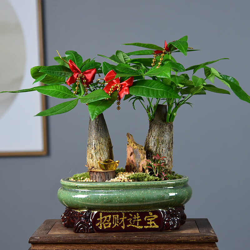 4.招財的花有哪些