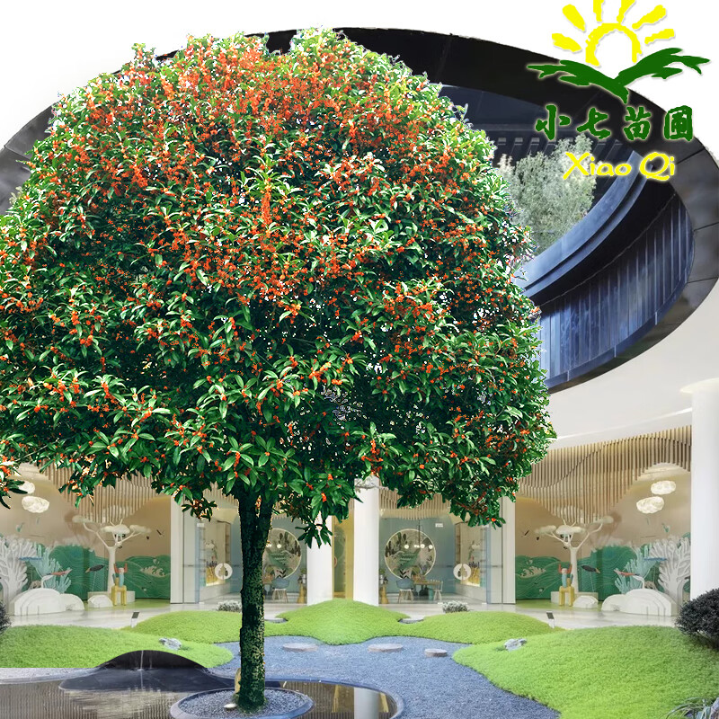 桂花树苗 金桂 桂花树大树盆栽地栽浓香型别墅室外绿植物血桂朱砂桂