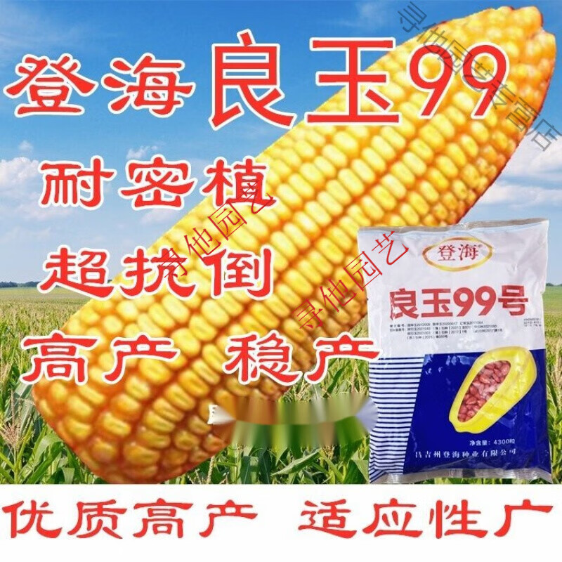 玉米种子登海良玉99高产稳产抗倒玉米种耐密大品牌玉米种子【登海】