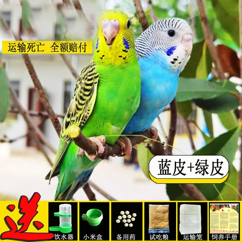 麦叮卡 鸟活体鹦鹉活宠物鸟体虎皮鹦鹉黄化玄凤活体手养鸟雏鸟可以