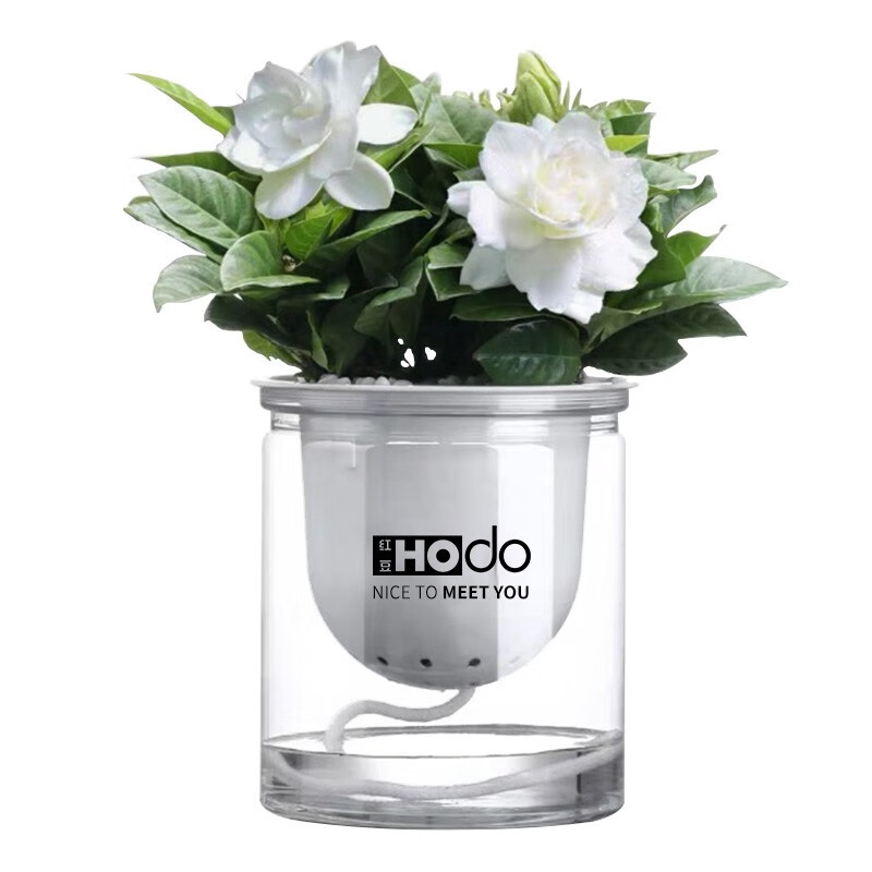 红豆(hodo)栀子花 遇见美好系列办公室桌面绿植盆栽室内家居阳台易养