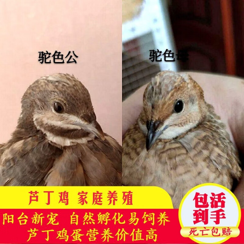 【京选推荐】芦丁鸡活可自然孵化活宠物鸟蓝胸活桂花雀孵化受精种蛋