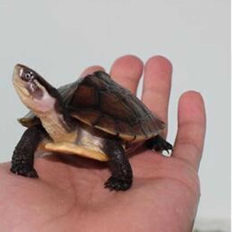 观赏龟的饲养与鉴赏_20方缸观赏虾饲养密度_水晶虾达人修炼漫记观赏虾饲养与水草栽培必读