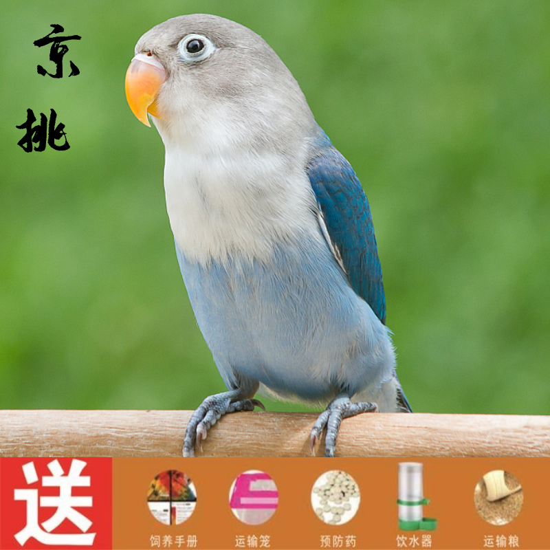 蓝黑牡丹鹦鹉2只(一公一母 新手大礼包