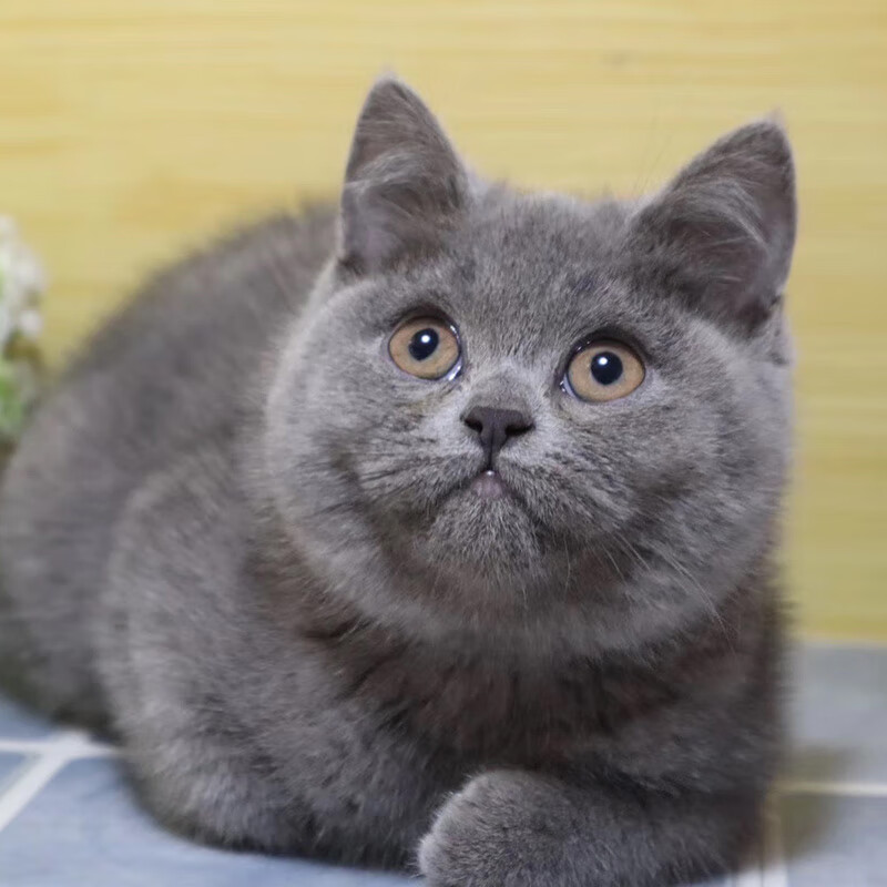 淘宠宝蓝猫纯种英短蓝猫活猫幼体英国短毛猫幼崽矮脚小猫折耳猫活体