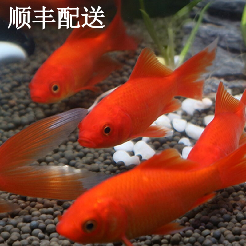 琅河水族小型草金鱼活体鱼苗锦鲤活鱼淡水冷水练手闯缸宠物观赏鱼红草