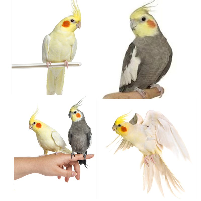 玄凤鹦鹉活体宠物鸟手玩鸟玄凤鹦鹉活物小鸟幼鸟学舌头说话鸟虎皮鹦鹉
