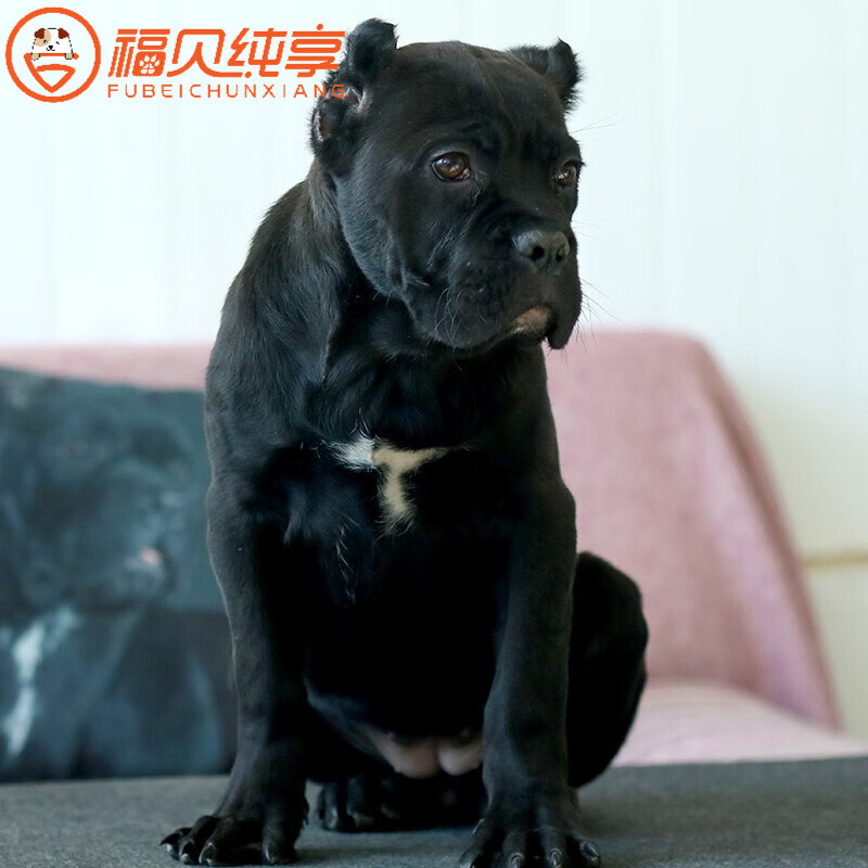 30天保障卡斯罗幼犬大型犬纯种宠物狗卡斯罗幼崽意大利卡斯罗犬高品质