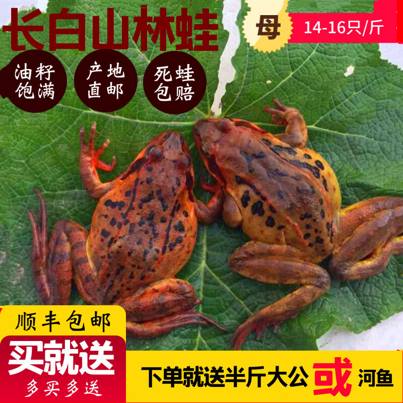 【吃情派】东北林蛙 蛤蟆 长白山特产 林蛙活体鲜活母豹子15-16只/斤