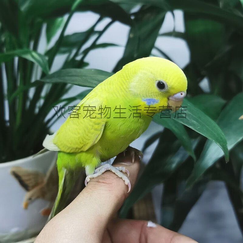 鹦鹉活鸟小型会说话虎皮鹦鹉活体鸟活物宠物鸟玄凤一只黄色虎皮可选