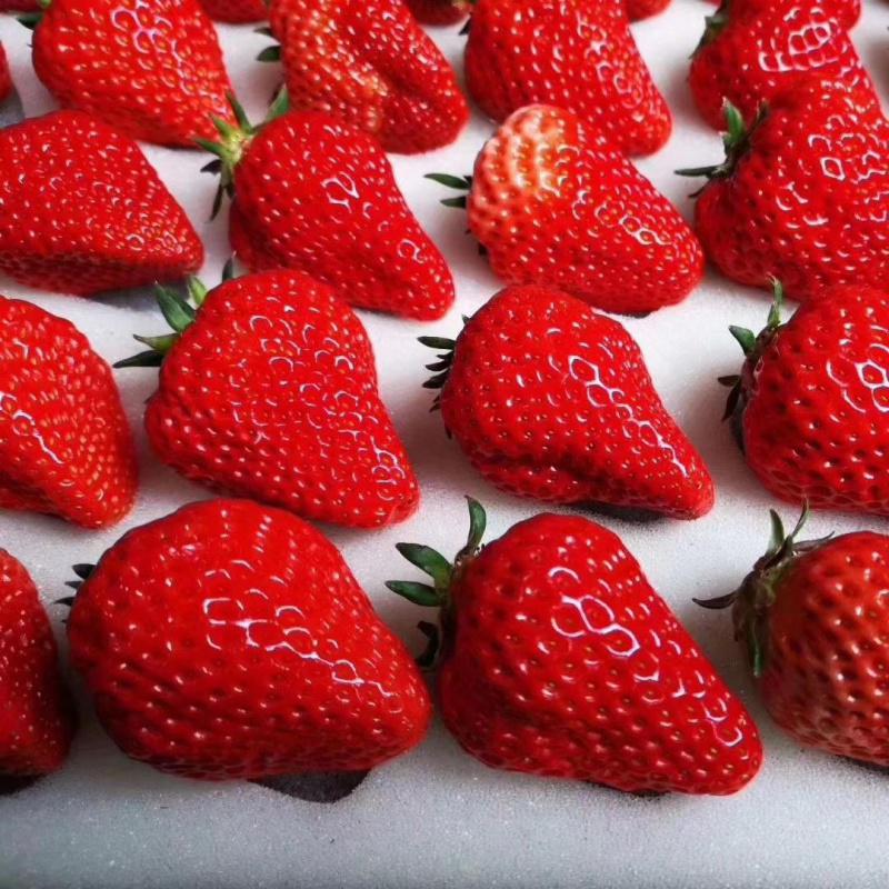 红颜大草莓丹东99草莓新鲜现摘九九东港奶油鲜草莓牛奶 1盒装 20个果