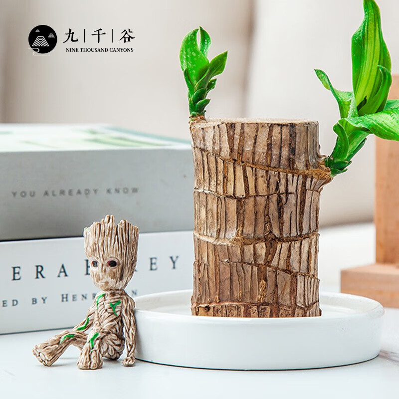 九千谷水培巴西木幸运木带陶瓷托盘格鲁特水养桌面小盆栽创意绿植办公