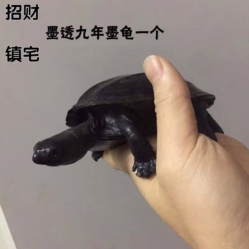 墨龟活体宠物乌龟全墨墨龟观赏龟浅水龟中华草龟乌龟宠物乌龟黑腹墨龟