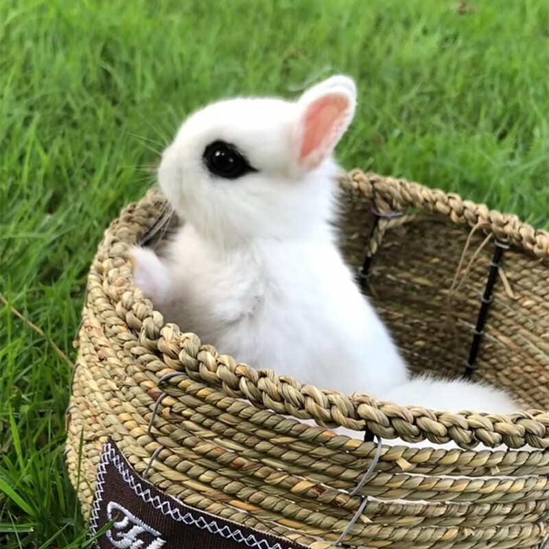 不大宠物兔茶杯兔可做造型盖脸猫猫兔荷兰侏儒兔小兔子活物幼兔兔宝宝