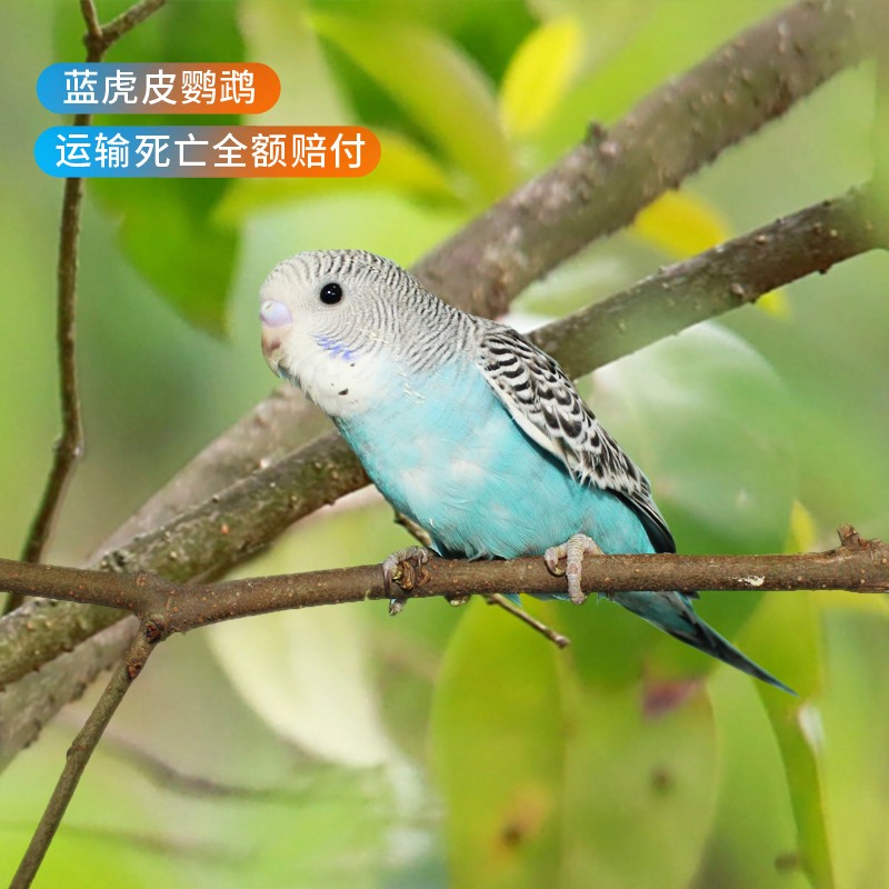 doubleyellow虎皮鹦鹉活体玄凤鹦鹉幼鸟宠物鸟活物家养雏鸟活的小鸟蓝