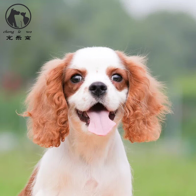 查理王小猎犬骑士查理王子宠物活物小型犬纯种查理士王小猎犬幼犬查理