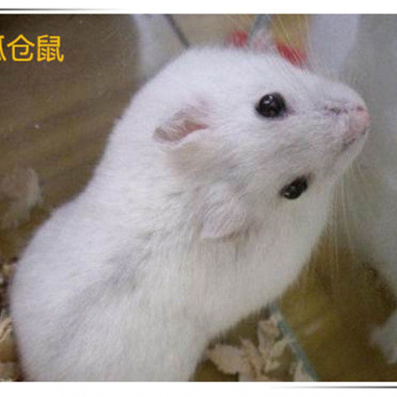 仓鼠活体小仓鼠活体布丁银狐金丝熊儿仓鼠宠物一只仓鼠小宠物仓鼠宝宝