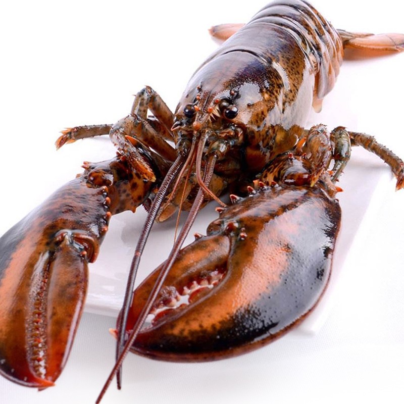 【活鲜】御食之鲜 鲜活波士顿龙虾鲜活海鲜水产大虾 500-600g/只 大