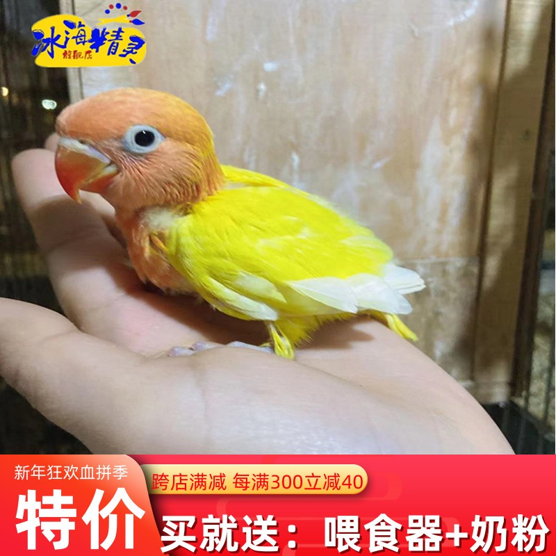 虎皮玄风鹦鹉牡丹鹦鹉人工饲养观赏鸟黄金丝牡丹雏鸟1只喂食器奶粉