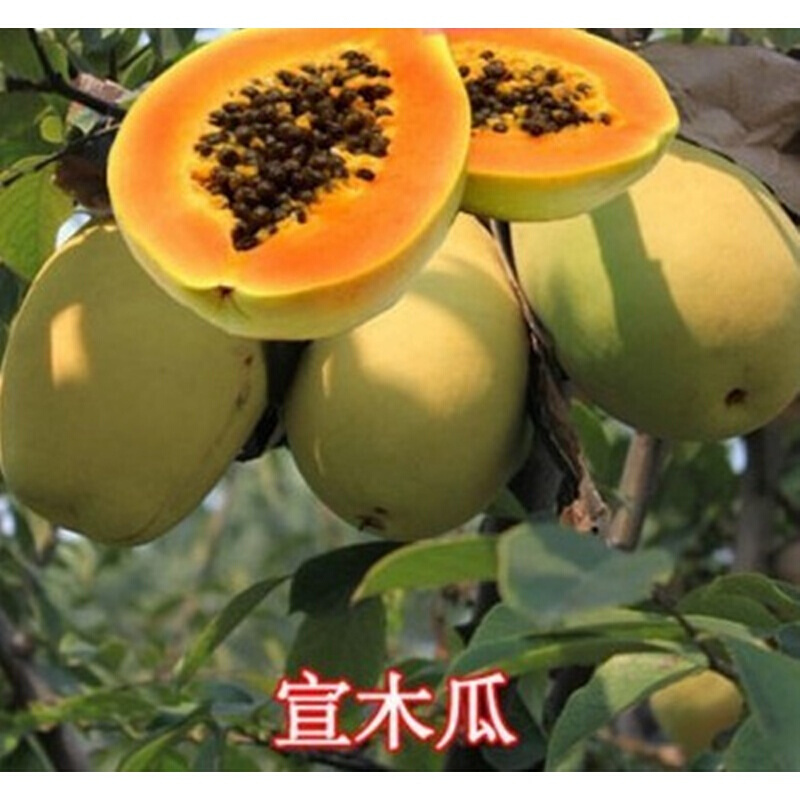 汉柠 木瓜苗天香木瓜树苗 宣木瓜苗木庭院果树盆栽地栽木瓜树当年结果