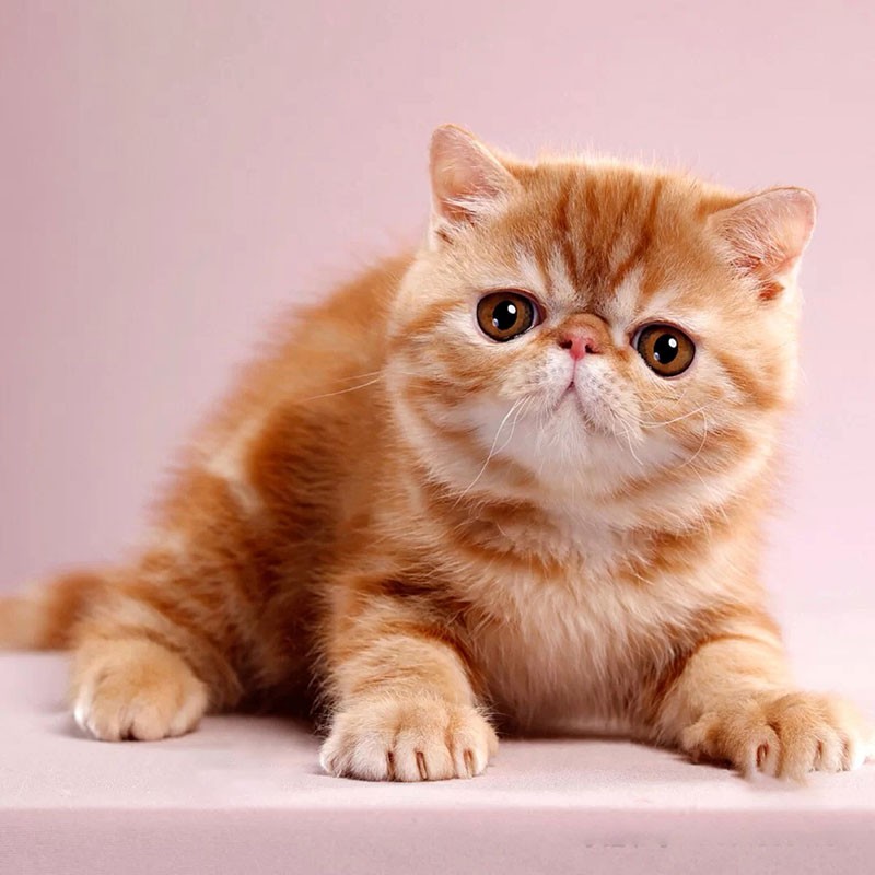 【30天质保】加菲猫幼猫幼崽活体纯白宠物猫加菲猫幼猫活体猫咪 精选