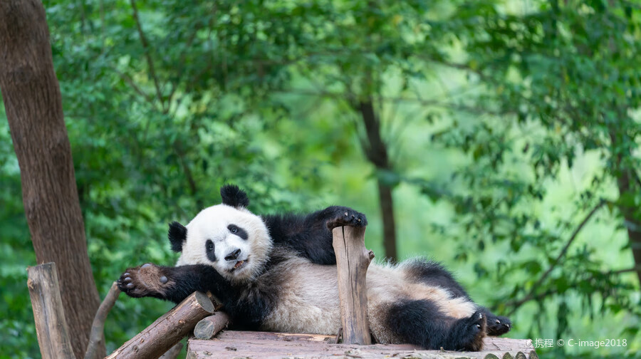 成人票成都大熊猫繁育研究基地景点门票