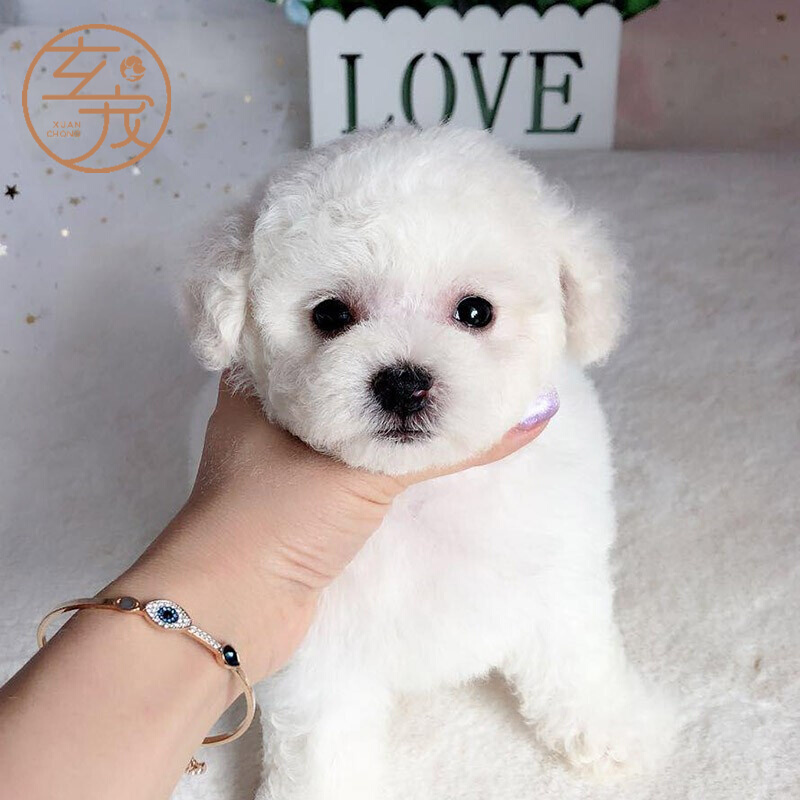 【30天质保】比熊犬幼犬活体幼犬纯种宠物狗狗比熊犬活体小型犬活体