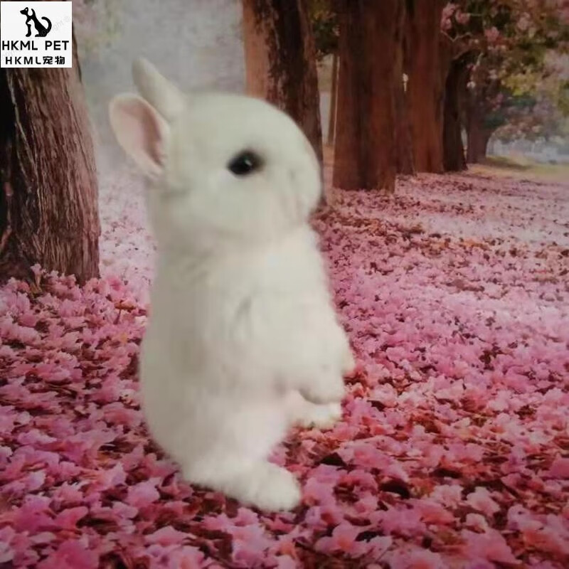 宠物小兔子小白兔活体迷你幼崽侏儒兔长不大垂耳兔道奇活物茶杯兔纯白