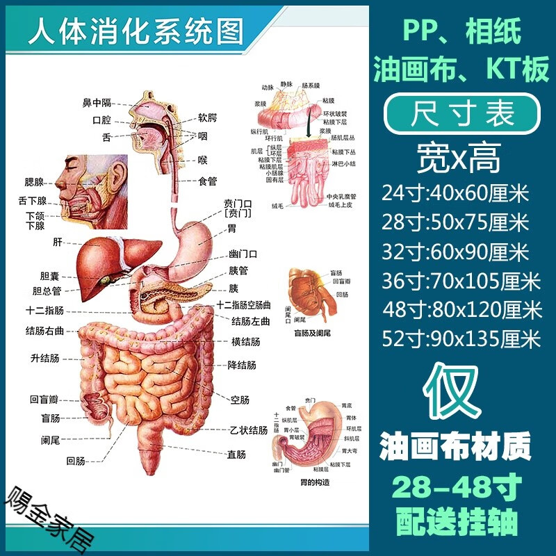人体解剖彩色学骨骼结构图结构图骨骼