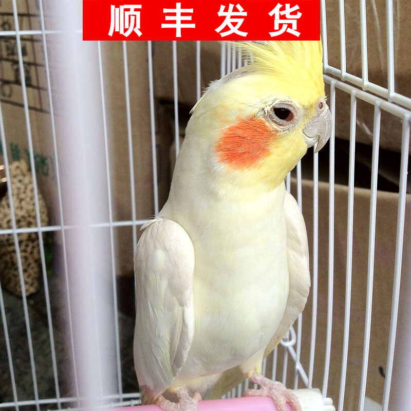 顺丰发货鹦鹉活体鸟活物玄凤鹦鹉幼鸟活体大型鹦鹉会说话的鸟珍珠灰色