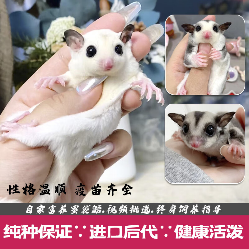 蜜袋鼯网红宠物活体澳洲蜜袋鼬小飞鼠幼崽原色白脸马赛克活物袋鼠