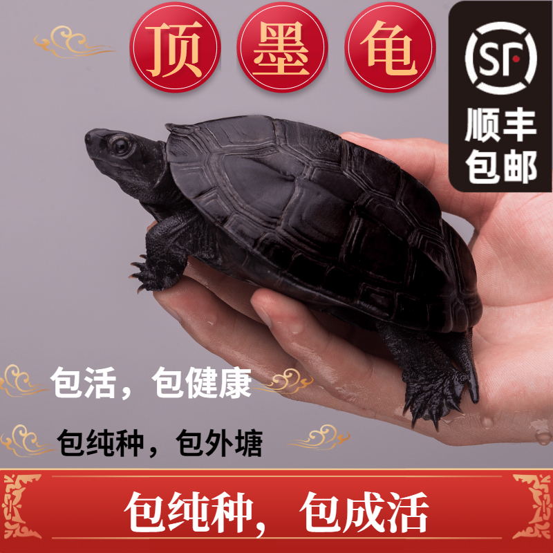 顶墨龟纯种全黑外塘中华草龟长寿黑腹一对情侣小乌龟苗活物活体2厘米