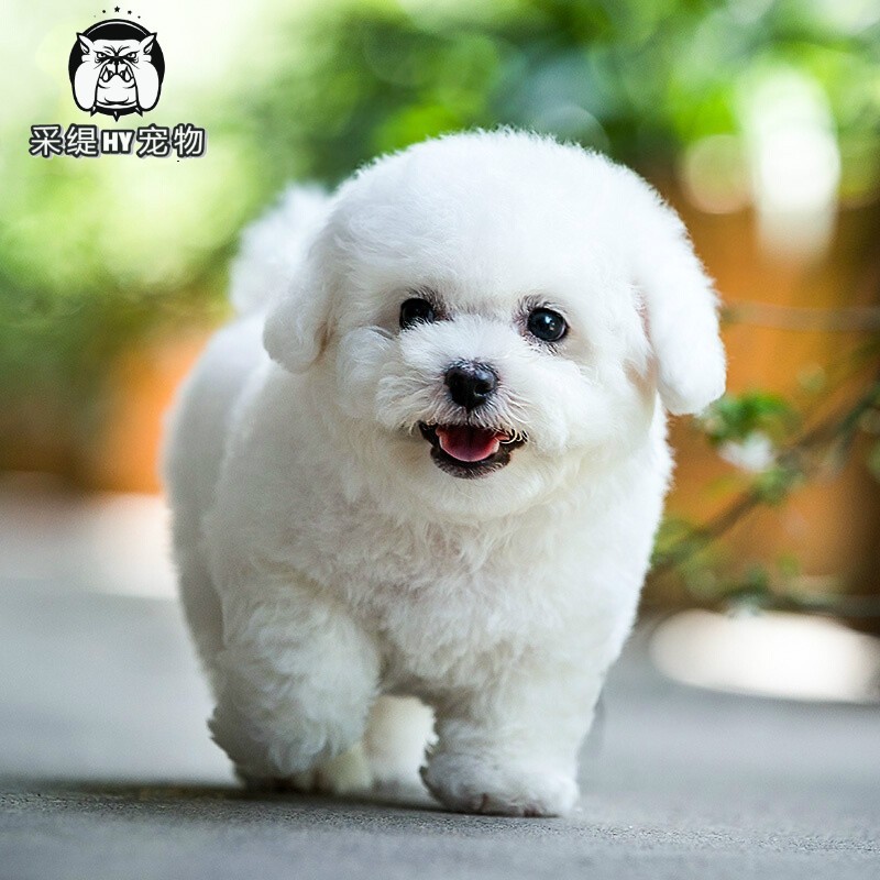 比熊犬活体宠物狗活体小狗活体狗狗幼犬活体茶杯犬纯种白色卷毛比熊犬