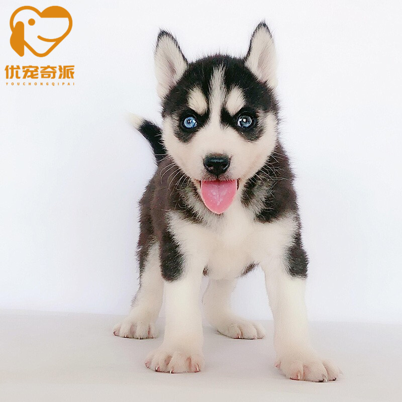 【30天保障】哈士奇幼犬幼崽活体二哈雪橇犬宠物狗狗哈士奇活体幼崽蓝