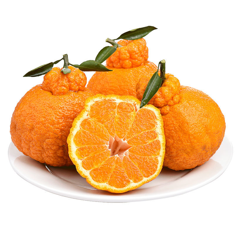 【现货现发】四川不知火丑橘整箱新应季鲜橘子桔子水果粑粑柑批发