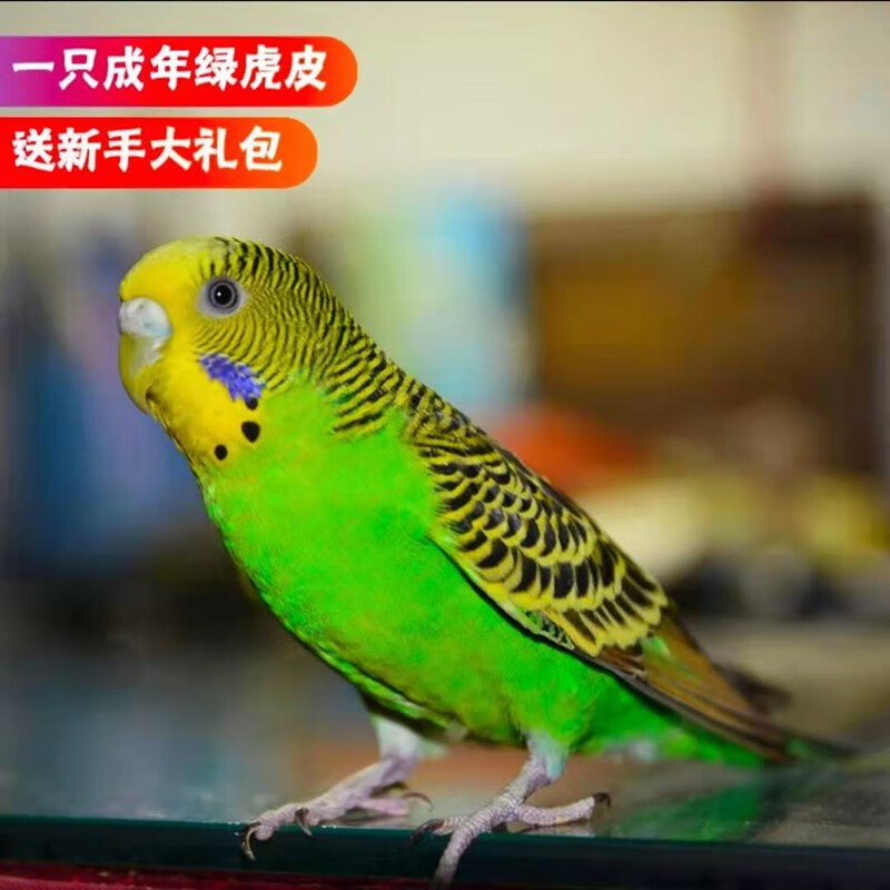 成年虎皮鹦鹉活体鸟宠物鹦鹉虎皮小型鹦鹉活物鸟成年可繁殖学舌鸟说话