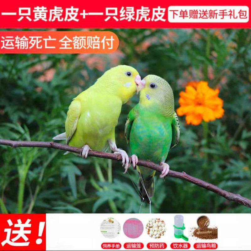 虎皮鹦鹉鸟活体鹦鹉活体宠物鸟观赏鸟亲人可训练说话鸟小型虎皮鹦鹉小
