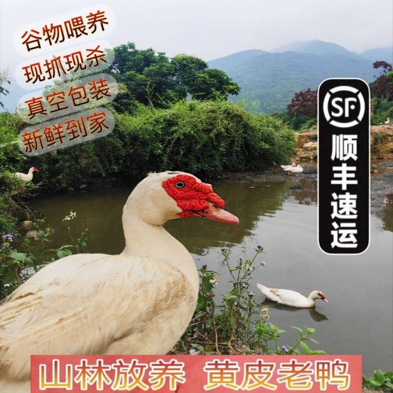 番鸭十大品牌排行榜