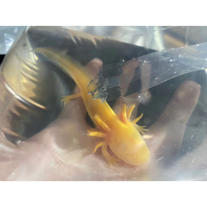 淡水冷水鱼六角恐龙鱼观赏鱼金鱼宠物鱼苗锦鲤鱼水族爬行宠物鱼金鱼