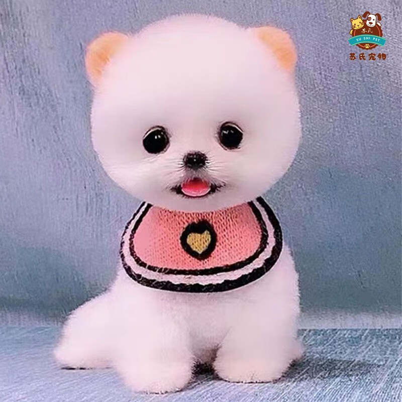 [寻找天使纯种幼犬活小狗狗茶杯犬]产品多家对比