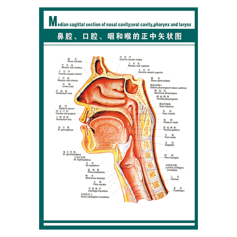 wsa12-04 鼻腔口腔正中矢状图 1 定制医院挂图海报人体器官系统结构图