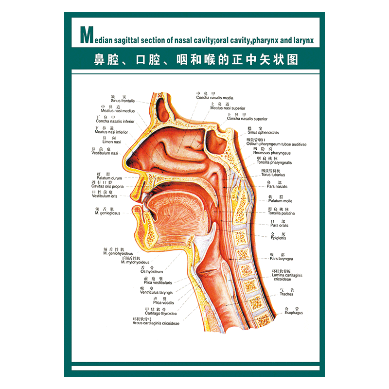 示意图解剖图墙贴画覆膜防水贴纸wsa12 wsa12-04 鼻腔口腔正中矢状图