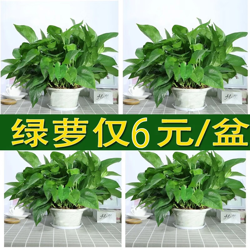 Сԩڻֲˮ辰칫ˮҶɫ Ʒ180#+26/衿