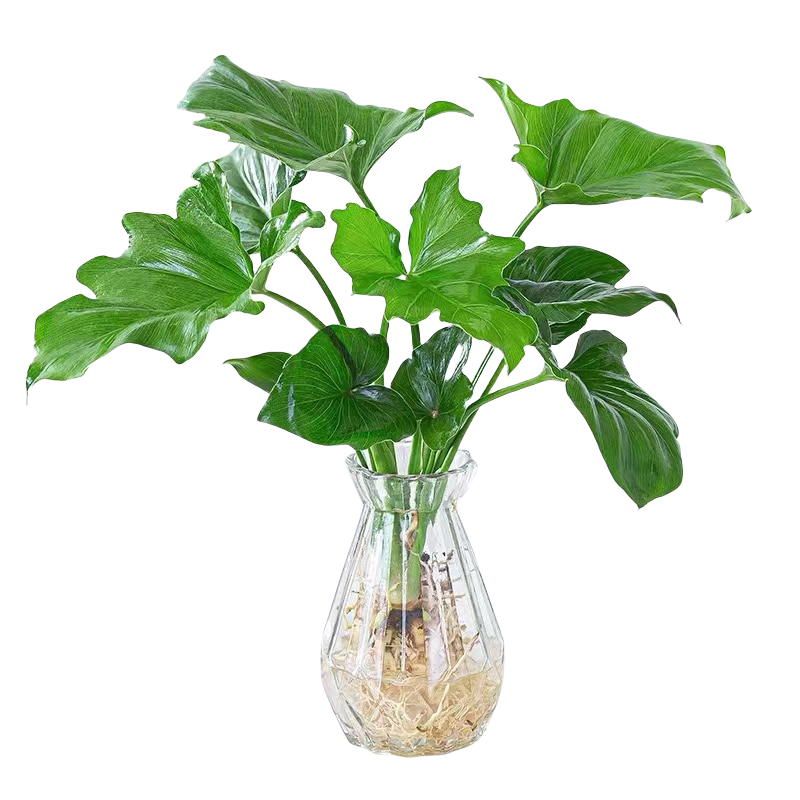 ۴ˮֲԻܸ걳ֲ ƷҶ۴60-80cm1á