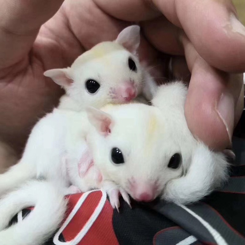 double yellow蜜袋鼯活物幼崽会飞的蜜袋鼠宝宝蜜袋鼬密袋鼠小蜜宠物