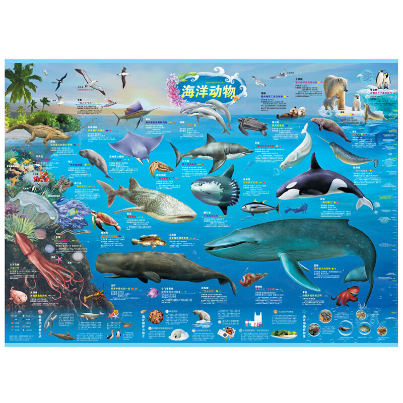 海洋动物儿童房地图大百科海底世界大探秘动物世界儿童鲸鱼世界海沟