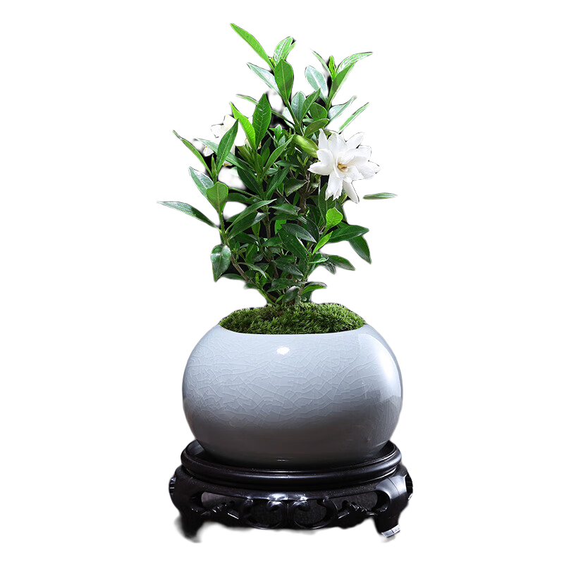 ޱСҶӻļֲں칫辰Сֲ ӻ+ɫ+Բε Ժ