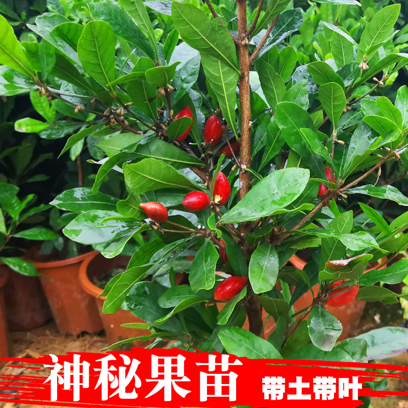 神秘果独特功效神秘果树苗 四季开花当年结果变味果盆栽地栽果树苗 带